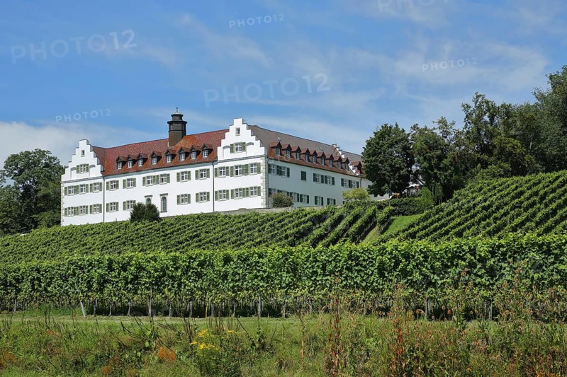Baroque Hersberg Castle with vineyards, Immenstaad, Obersee, Lake Constance, Lake Constance region, Baden-Württemberg, Germany, Europe