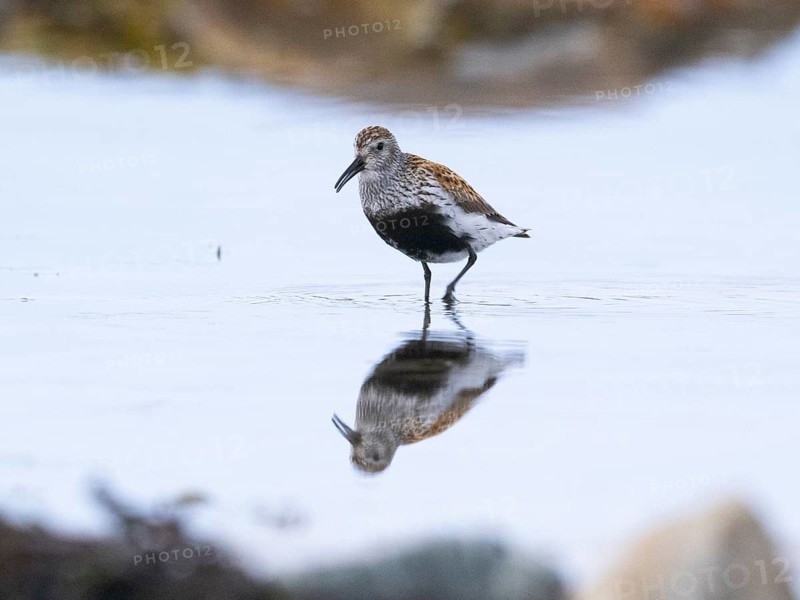 Dunlin (Calidris alpina) adult, calling from a rock pool, at low tide, at midnight, May, Varangerfjord, Finnmark, Norway, Europe