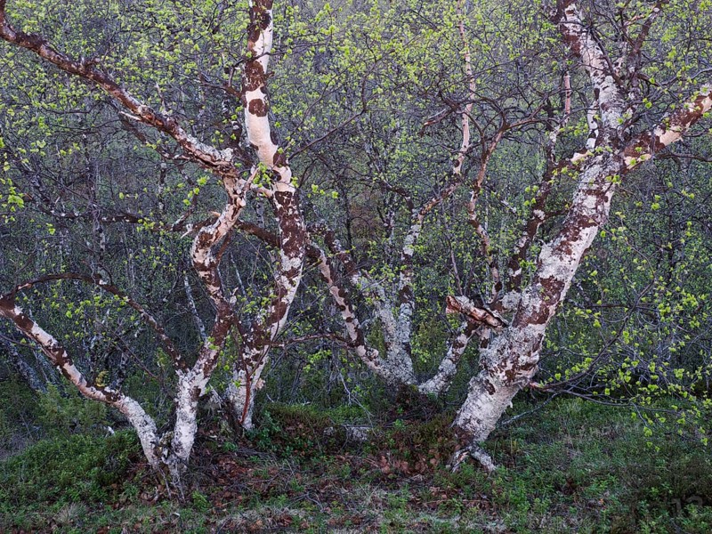 Hairy Birch (Betula pubescens), very old, stunted trees growing upon a hillside, covered in lichen, image was taken just after midnight, May, Finnish Lapland