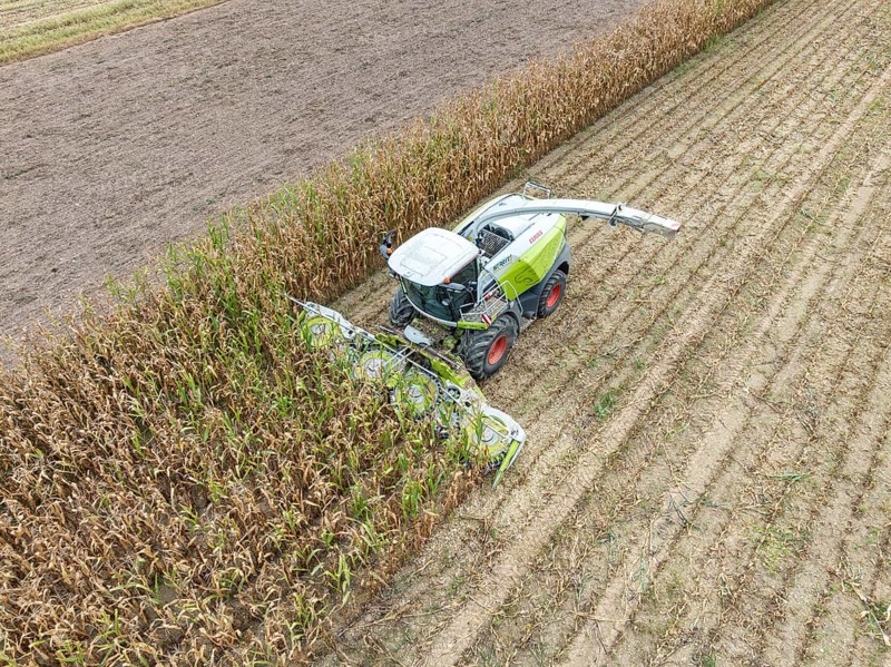 A forage harvester on a maize field, maize harvest, silage, forage maize, fodder for dairy cows, energy production, aerial view, Constance district, Baden-Württemberg, Germany, Europe