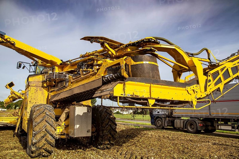 Palatinate: A loading mouse loads the sugar beet ready for collection onto a lorry in a field near Mutterstadt. From there, they are driven to the sugar factory in Offstein