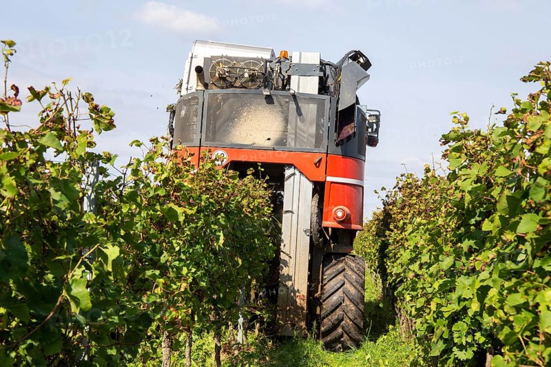 Harvest of Sankt Laurent red wine grapes in the Palatinate