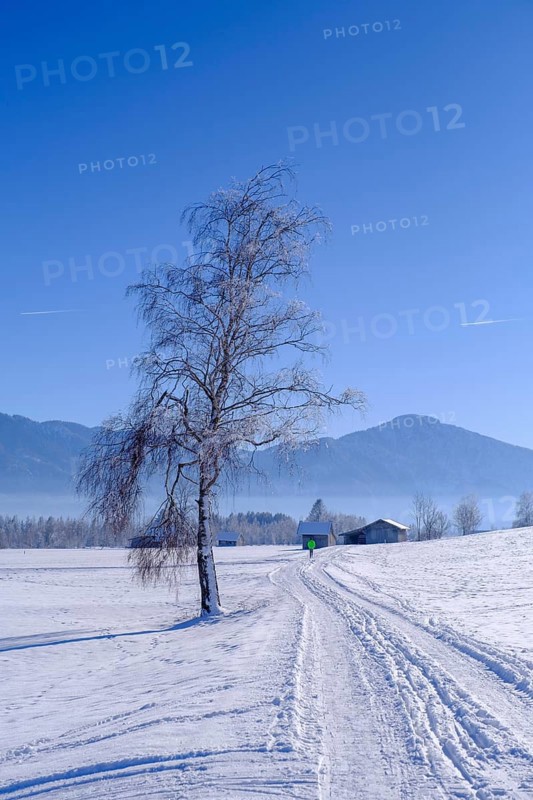 Winter near Sindelsdorf in the Benediktbeurer Moor, Tölzer Land, Upper Bavaria, Bavaria, Germany, Europe