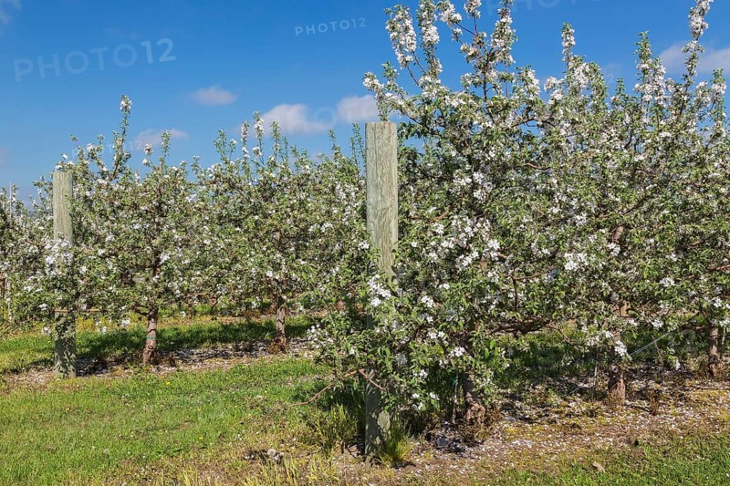 Orchard of Malus domestica, Apple trees with white flower blossoms in spring, Quebec, Canada, North America