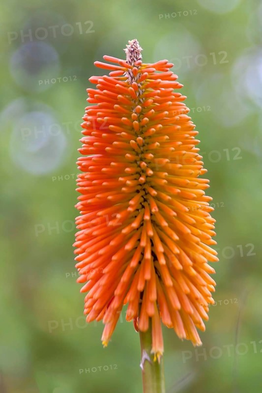 Torch lily (Kniphofia), also known as rocket flower, Brittany, France, Europe