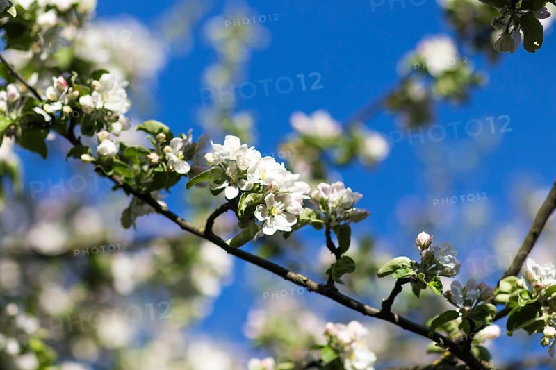 Blooming apple trees in spring park