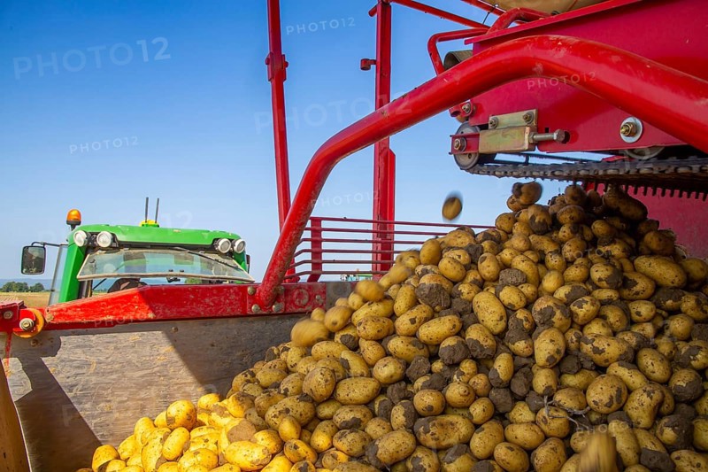 Farmer Hartmut Magin from Mutterstadt harvesting early potatoes in the Palatinate (Mutterstadt, Rhineland-Palatinate)