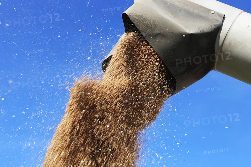 Grain harvest with combine harvester, the grain is unloaded