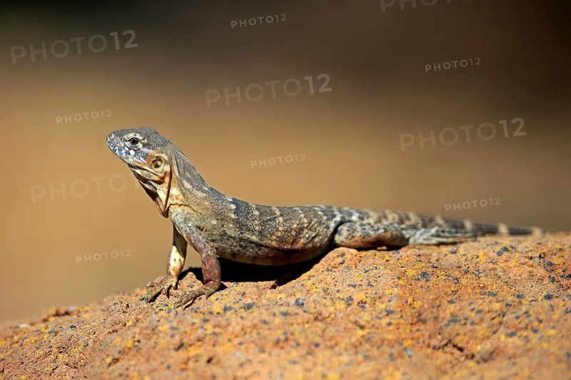 East Mexican Black Iguana, (Ctenosaura acanthura), adult, on rocks, foraging, warming up, sunbathing, Sonoran Desert, Arizona, North America, USA, North America