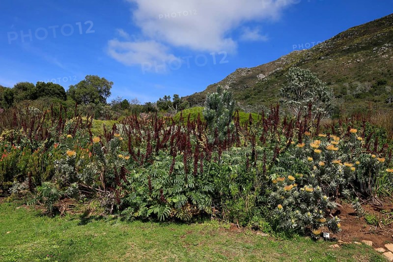 Giant honey flower (Melianthus major), flowering, flowers, shrub, Kirstenbosch Botanical Gardens, Cape Town, South Africa, Africa