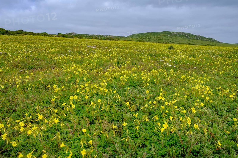 Spring blossom, wildflower blossom at Postberg, Langebaan Lagoon, West Coast National Park, West Coast National Park, Western Cape, South Africa, Africa