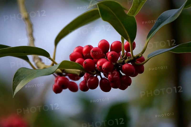 Holly (Ilex aquifolium), with red berries, winter, Saxony, Germany, Europe
