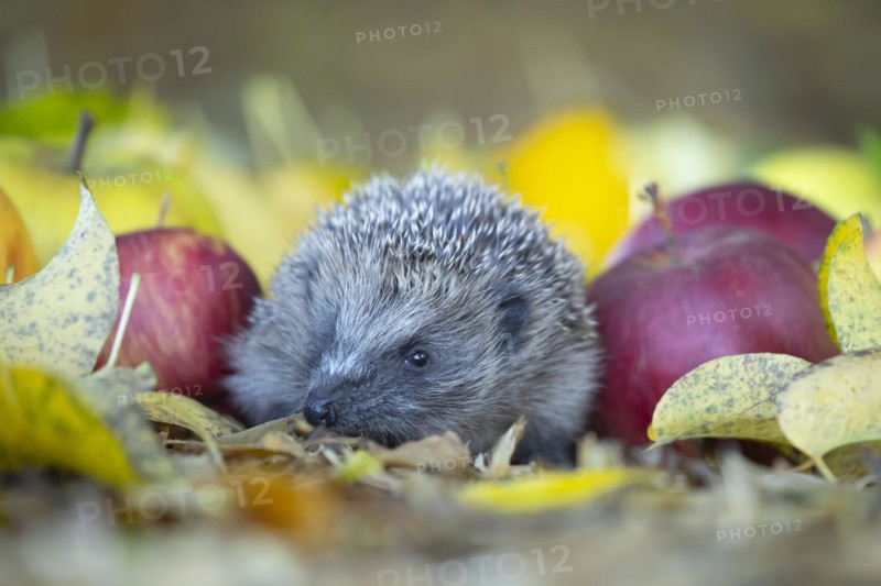 European hedgehog (Erinaceus europaeus) adult animal walking amongst fallen apples in a garden in the autumn, England, United Kingdom, Europe