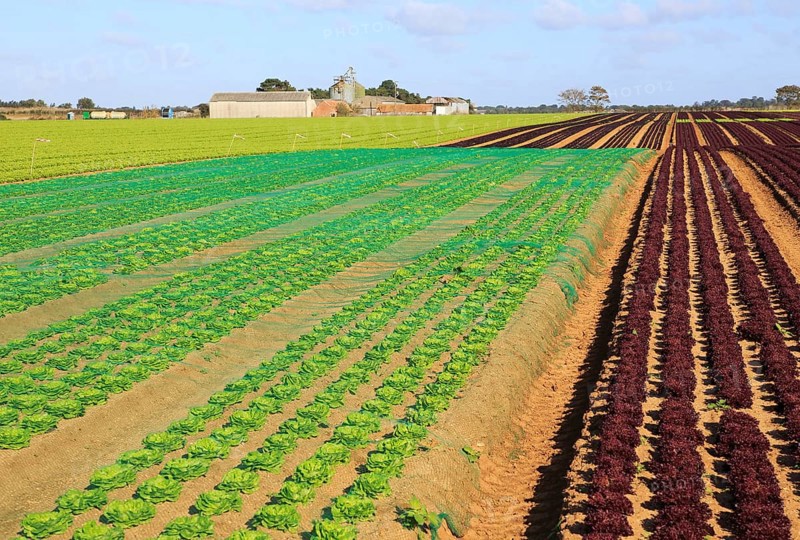 Lettuce crop growing in field, Buckanay Farm, Alderton, Suffolk, England, UK