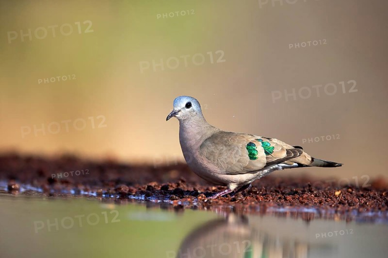 Emerald-spotted wood dove (Turtur chalcospilos), adult, at the water, Kruger National Park, Kruger National Park, Krugerpark, South Africa, Africa