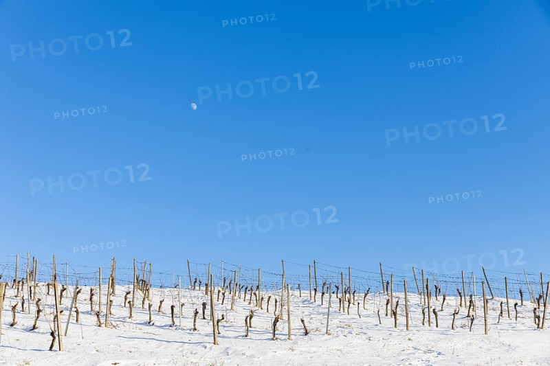 The Höflößnitz vineyard is also a popular excursion destination in winter. Snow-covered vineyard, Radebeul, Saxony, Germany, Europe