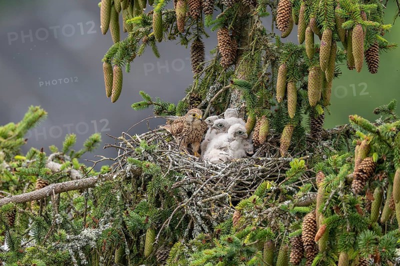 Common kestrel (Falco tinnunculus), female adult bird with young birds not yet ready to fly in the nest, Rhineland-Palatinate, Germany, Europe