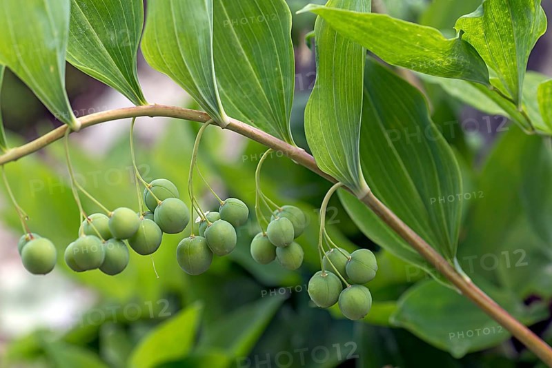 Solomon's seal (Polygonatum multiflorum), Botanical Garden, Erlangen, Middle Franconia, Bavaria, Germany, Europe