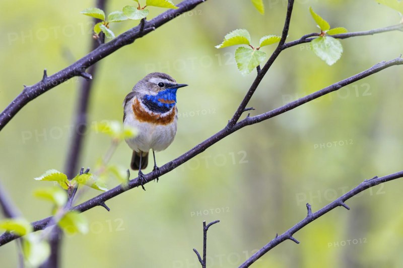 Red-throated Bluethroat or Tundra Bluethroat (Luscinia svecica), adult male sitting on a branch, Varanger, Finnmark, Norway, Europe