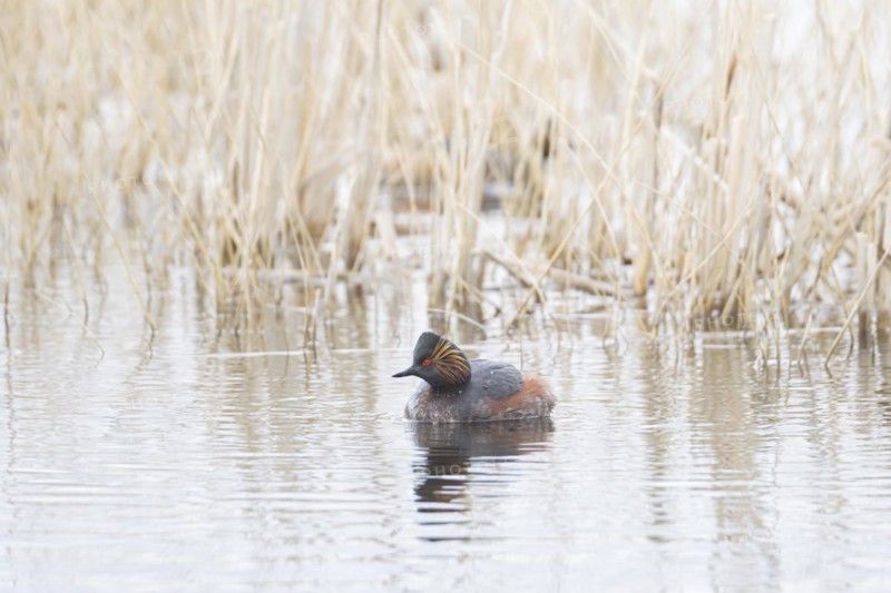 Black necked grebe (Podiceps nigricollis) adult bird in breeding plumage on a lake, Yorkshire, England, United Kingdom, Europe