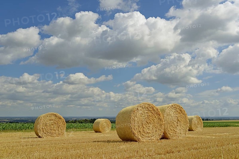 Grain field after harvest, stubble field with round straw bales, blue cloudy sky, North Rhine-Westphalia, Germany, Europe