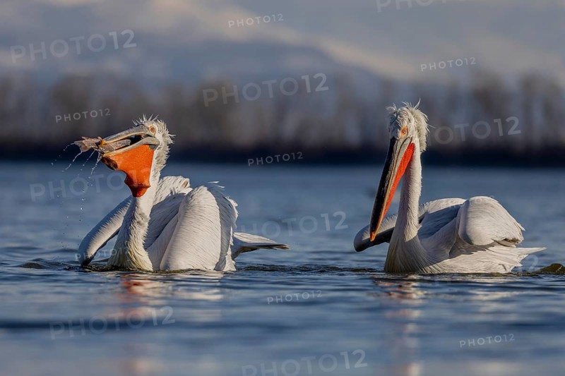 Dalmatian Pelican (Pelecanus crispus), swimming, 2 birds, with fish, snow-covered mountains in the background, magnificent plumage, red throat pouch, Lake Kerkini, Greece, Europe