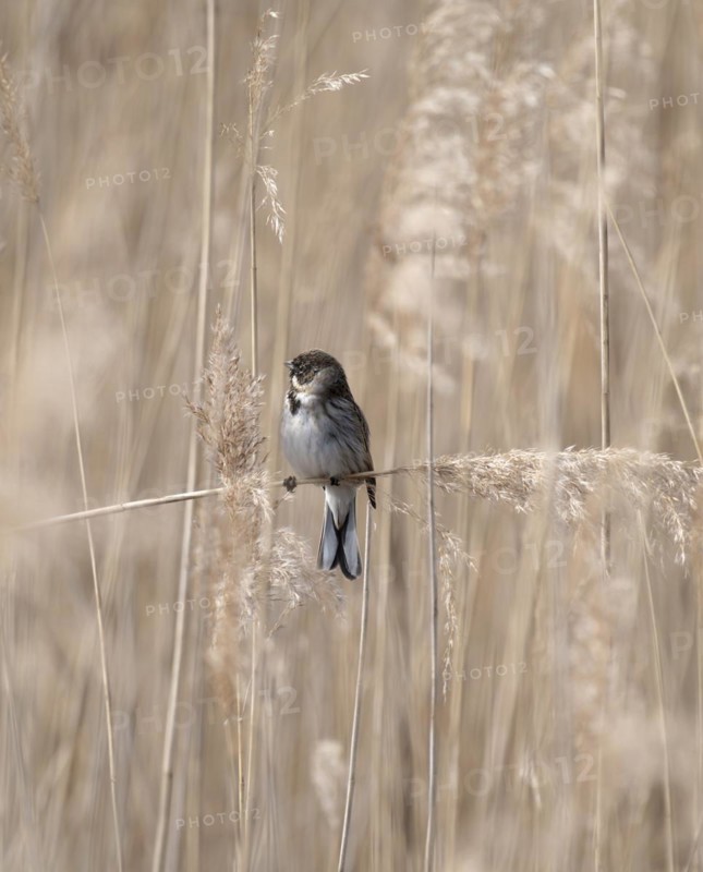 Reed bunting (Emberiza schoeniclus), reed bunting, sitting in the reeds on a branch that runs across the picture, looking to the left, Dortmund, Lake Phoenix, Germany, Europe