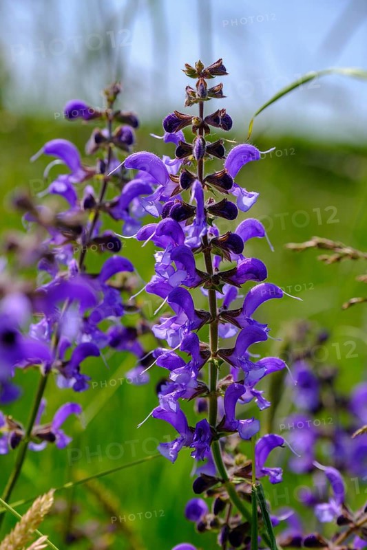 Meadow clary (Salvia pratensis), flowers, close-up, Upper Franconia, Bavaria, Germany, Europe