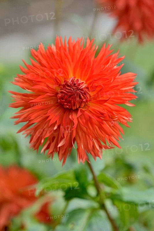 Deer antler dahlias (Dahlia), Cheyenne variety, orange-red flower, North Rhine-Westphalia, Germany, Europe