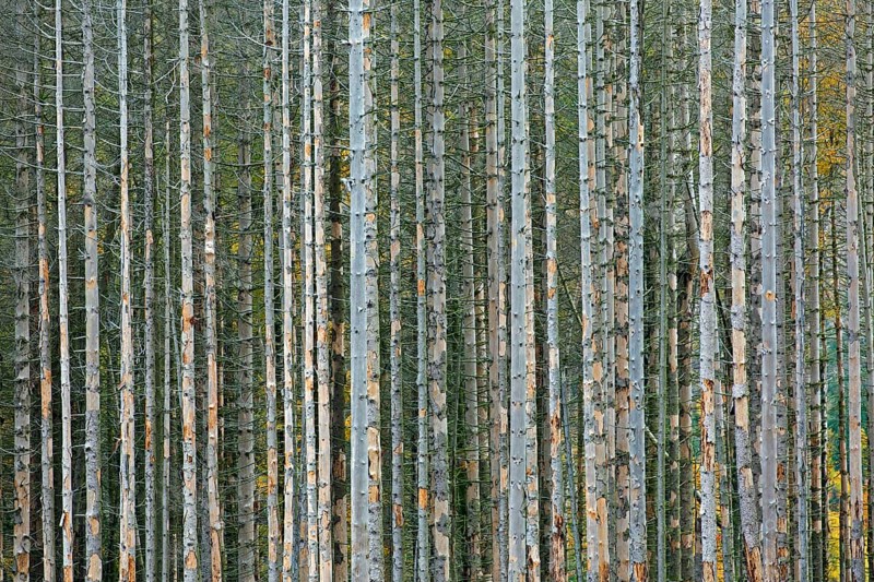 Dead spruce trees, destruction in forest caused by European spruce bark beetle (Ips typographus) infestation in Harz Mountains, Saxony-Anhalt, Germany, Europe