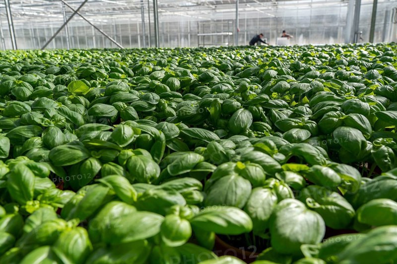 Agriculture, herb gardening, basil plants in pots, in a greenhouse