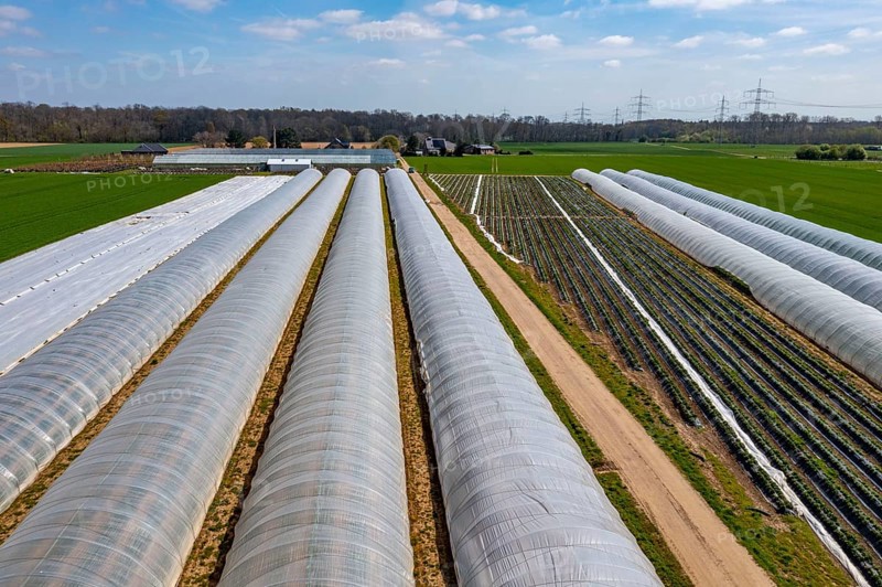 Open field strawberry cultivation in a foil greenhouse, young strawberry plants growing, near Dormagen, Rhineland, North Rhine-Westphalia, Germany, Europe