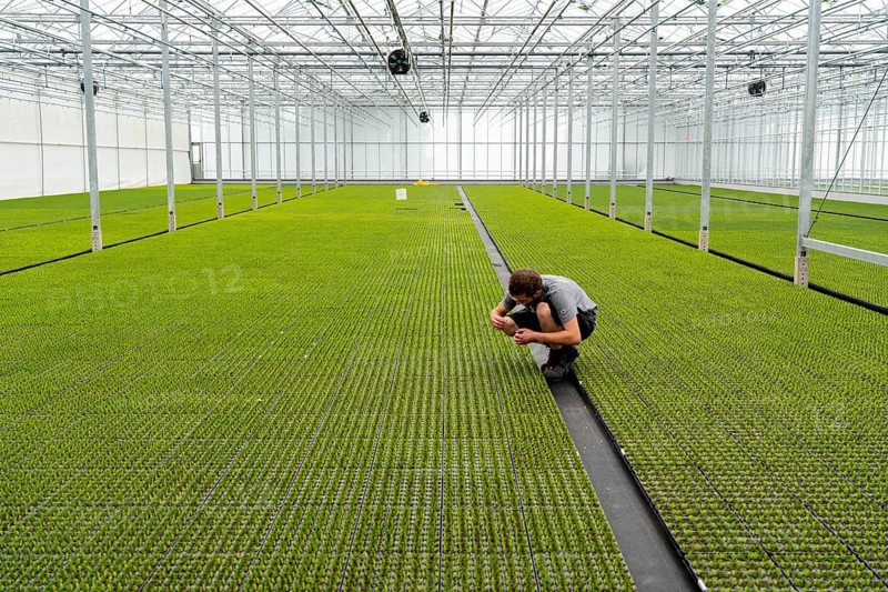 Garden nursery, cuttings, heather, broom heather plants, Calluna vulgaris, in the propagation house, here the plants grow in high humidity to develop their own roots in front of they are repotted to grow into a lavender pot plant, North Rhine-Westphalia, Germany, Europe