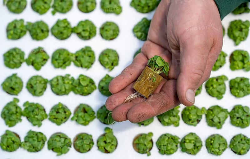 Agriculture, herb gardening, basil young plants, in pressed pots, with growing soil and nutrients, are planted in beds in a greenhouse