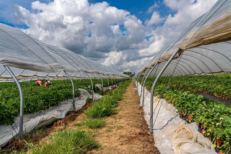 Harvest of strawberries, strawberry cultivation in the open, under a foil tunnel, young strawberry plants growing, in different stages of ripeness, near Dormagen, Rhineland, North Rhine-Westphalia, Germany, Europe