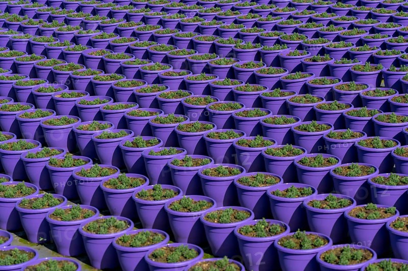 Gardening, plant cultivation, ornamental plants grow in flower pots, outdoors