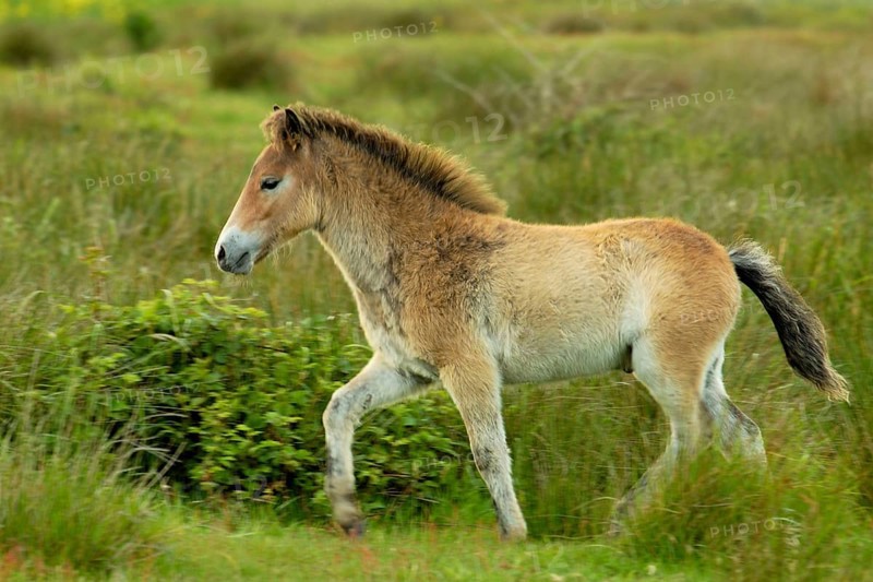 Exmoor pony, Texel Island, Texel Island, Netherlands
