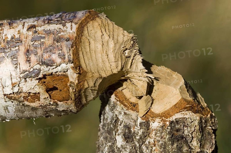 Beaver feeding, traces of beaver feeding on a birch tree, Masuria Poland, Masuria, Poland, Europe