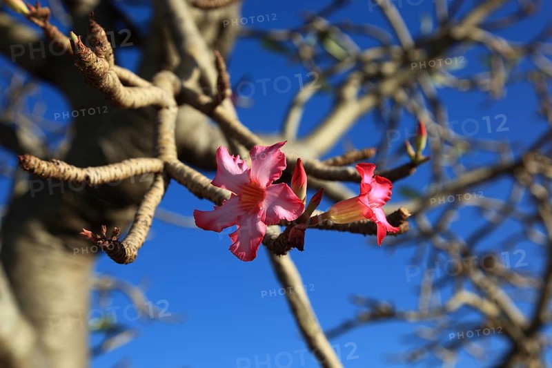 South Ethiopia, desert roses, Adenium, are a plant genus of the dogbane family, Apocynaceae, tree with flowers, Ethiopia, Africa