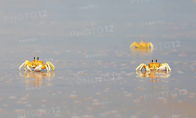 Horn-eyed Ghost crabs (Ocypode brevicornis) at Marari Beach or Strand, Mararikulam, Alappuzha District, Kerala, India, Asia