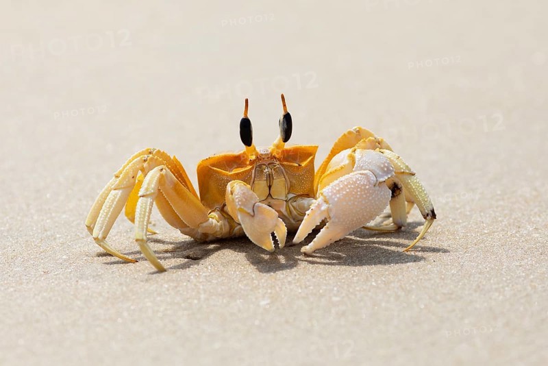Horn-eyed Ghost crab (Ocypode brevicornis) at Marari Beach or beach, Mararikulam, Alappuzha district, Kerala, India, Asia