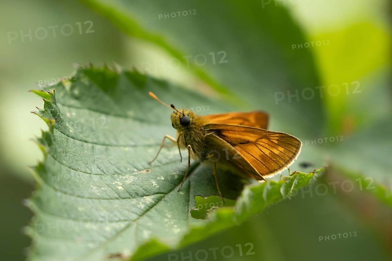 Large skipper butterfly (Ochlodes sylvanus) adult insect resting on a plant leaf, Suffolk, England, United Kingdom, Europe