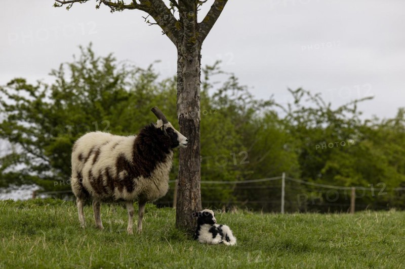 Jacob's domestic sheep (Ovis gmeliniaries), old animal with two-day-old lamb in a meadow in the Hunsrück, Rhineland-Palatinate, Germany, Europe