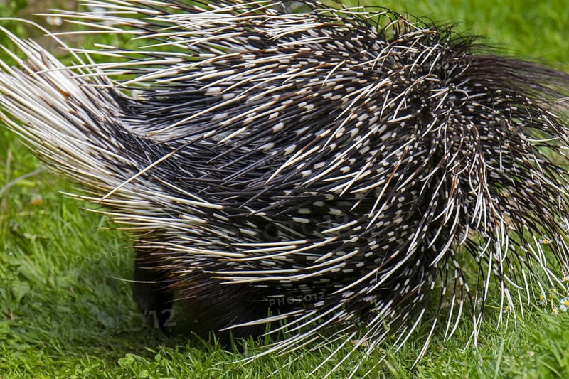Crested porcupine (Hystrix cristata) showing backside with spiny quills, native to Italy, North Africa and sub-Saharan Africa