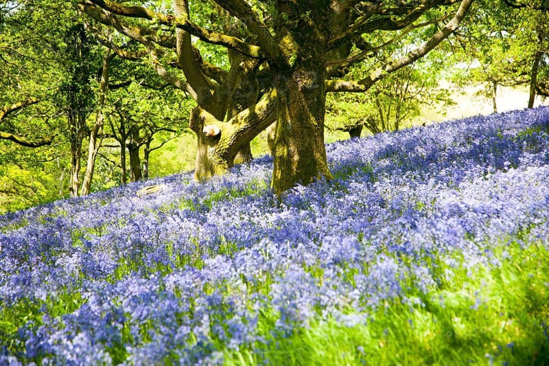 Bluebells, Hyacinthoides non-scripta, flowering in deciduous woodland on Martinsell Hill, Pewsey, Wiltshire England