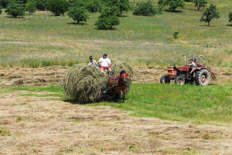 A horse-drawn carriage transports a haystack across a sunny field, Hay harvest with horse-drawn carriage, Bradu, Girelsau, Gierelsau, Sibiu, Transylvania, Romania, Europe