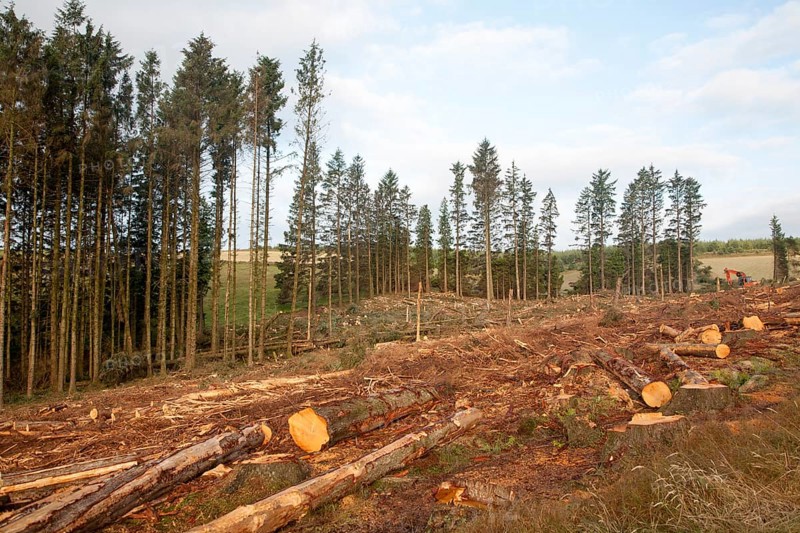 Tree felling forestry operations in dartmoor national park, Bellever forest, Postbridge, Devon, England, United Kingdom, Europe