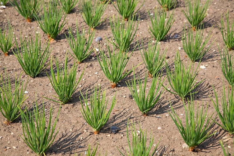 Shallots growing in vegetable garden, Suffolk, England, United Kingdom, Europe