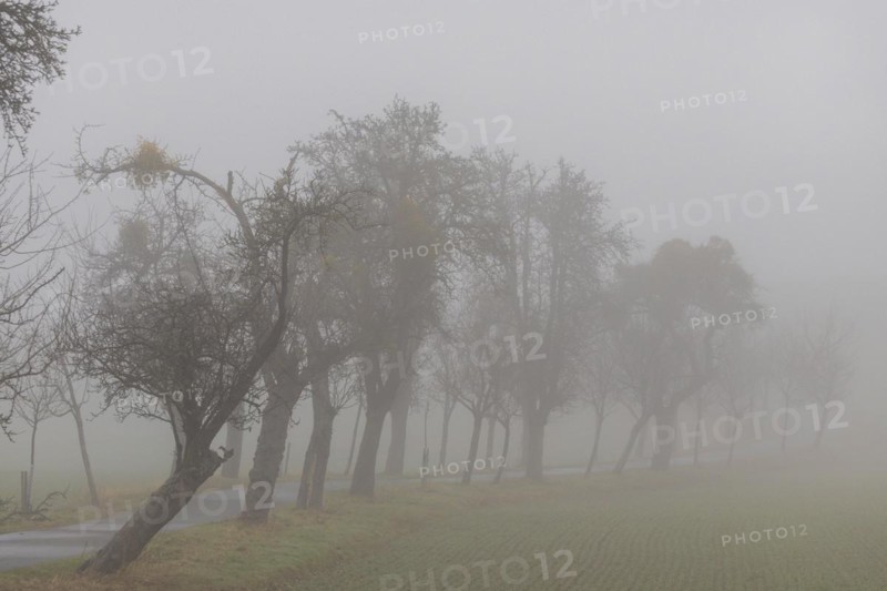 Foggy field path near Rathewalde in Saxon Switzerland, Rathewalde, Saxony, Germany, Europe