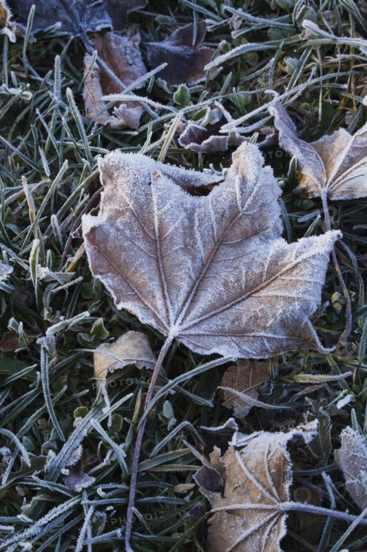 Close-up of frost and ice covered brown Acer, Maple leaf on Poa pratensis Kentucky bluegrass lawn in early morning light in late autumn, Quebec, Canada, North America